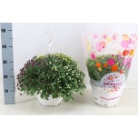 Chrysanthemum Krüsanteem indi skyfall mix 25cm
