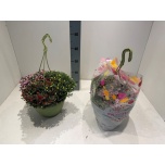 Chrysanthemum Krüsanteem indi skyfall mix 25cm