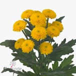 Chrysanthemum Krüsanteem SANTINI Aurinko*25