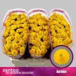 Chrysanthemum Krüsanteem SANTINI Aurinko*25