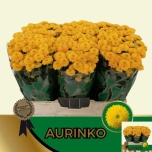 Chrysanthemum Krüsanteem SANTINI Aurinko*25