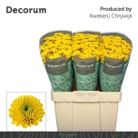 Chrysanthemum Krüsanteem SANTINI Aurinko*25