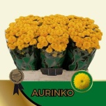 Chrysanthemum Krüsanteem SANTINI Aurinko*25