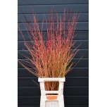 Cornus winter beauty 140cm