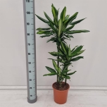 Dracaena fragrans Cintho 21cm