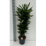 Dracaena Draakonipuu frag Cintho 31cm