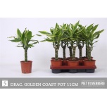 Dracaena Draakonipuu 11cm Fragrans Gold Coast