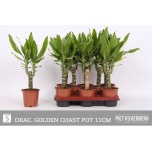 Dracaena Draakonipuu Fragrans Gold Coast 11cm