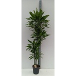 Dracaena Draakonipuu fragrance golden coast 27cm