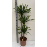 Dracaena fragrans riki 27cm