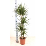 Dracaena Draakonipuu marginata 27cm