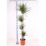 Dracaena marginata 27cm