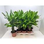 Dracaena frag steudneri 17cm