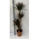 Dracaena Draakonipuu marg Magenta 27cm