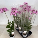 Epidendrum other 12cm