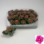 Kalanchoe blossfeldiana double other 6cm