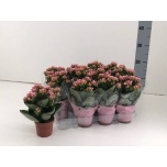 Kalanchoe Kalanhoe double other 9cm