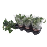 Scindapsus Hõbekõis pictus trebie 12cm