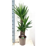 Yucca Tääkliilia 21cm h120