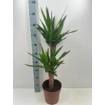 Yucca Tääkliilia 21cm