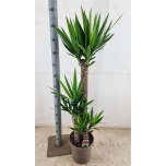 Yucca other 24cm