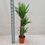 Yucca Tääkliilia 27cm