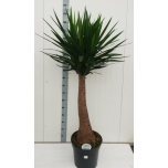 Yucca other 35cm