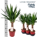 Yucca elephantipes other 19cm