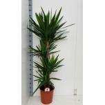 Yucca Tääkliilia other h120cm 26cm