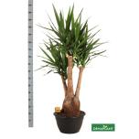 Yucca Tääkliilia elephantipes 40cm