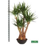Yucca Tääkliilia elephantipes 50cm