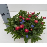 Bellis Kirikakar other 29cm