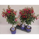 Fuchsia other 19cm