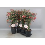 Fuchsia Fuksia other 19cm