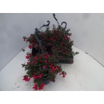Fuchsia Fuksia other 21cm