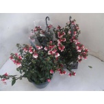 .Fuchsia other	21cm