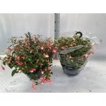 Fuchsia other 27cm