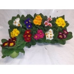 Primula acaulis grp mixed 10,5cm