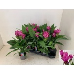Curcuma Kollajuur Splash 13cm