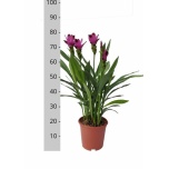 Curcuma Kollajuur Splash 21cm