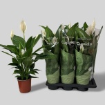 Spathiphyllum Tõlvlehik Bingo Cupido 17cm