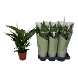 Spathiphyllum Tõlvlehik Bingo Cupido 17cm