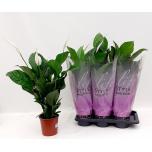Spathiphyllum Tõlvlehik Bingo Cupido 17cm