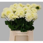 Dahlia Daalia Polar Ice 45cm