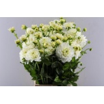 Dahlia Daalia Polar Ice 50cm