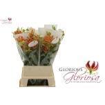 Gloriosa exotic orange 90cm