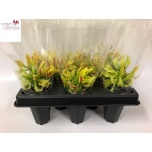 Gloriosa Twin Colour 20cm