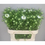 Nigella valge 75cm