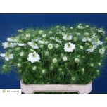 Nigella valge 80cm