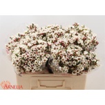 Chamelaucium Sidrunmürt Moonlight Delight 50cm
